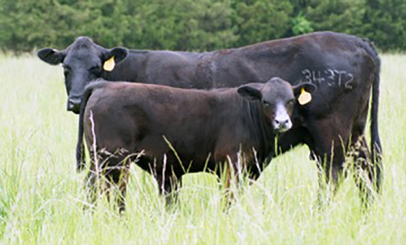 Town Creek Farm