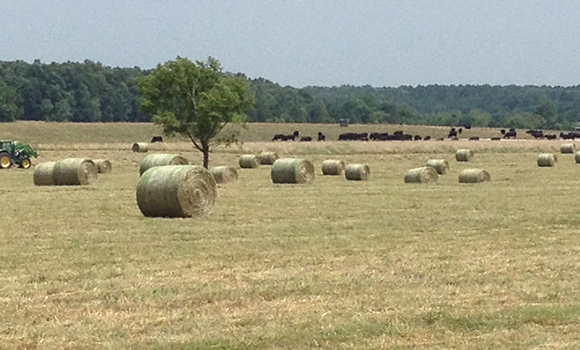 Town Creek Farm