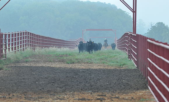 Town Creek Farm