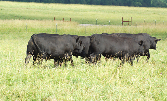 Town Creek Farm