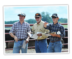 Town Creek Farm Sees Powerful Demand for Bulls and Commercial Heifers